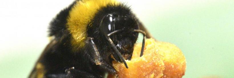 A bumblebee queen manipulates an egg cup