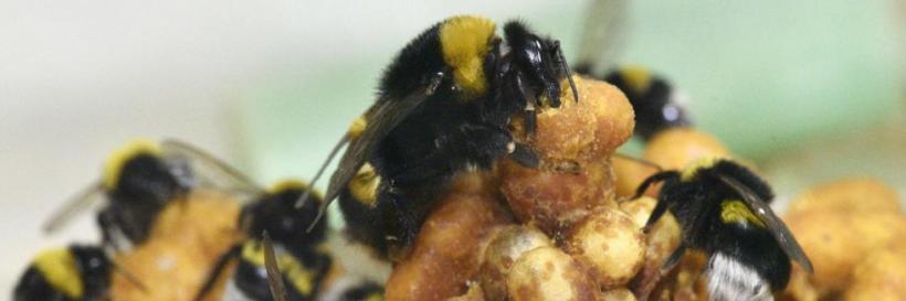 A bumblebee queen manipulates an egg cup